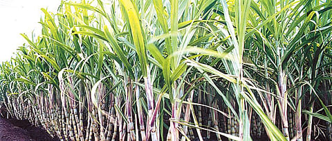 The remaining sugarcane is being harvested from neighboring factories