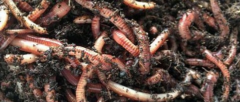 earthworm