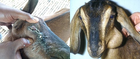 Different diseases of goat