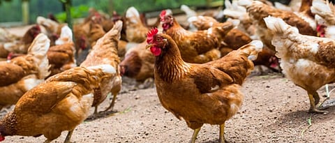  Chicken