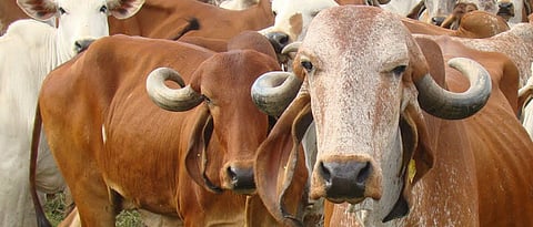 Gir Cow 