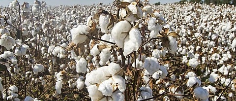 cotton crop 