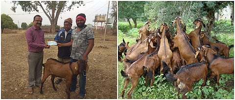 विदर्भात बेरारी शेळीचे होतेय संवर्धन