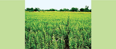 लसूण घास 