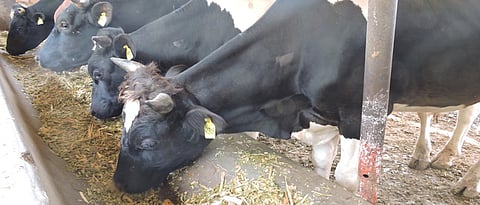 agriculture stories in Marathi, more opportunities in agriculture sector, Grab it