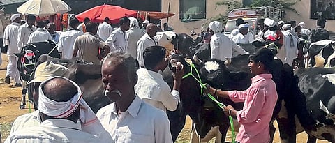 Animal Market