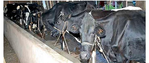 क्षार मिश्रणांची गरज पूर्ण होण्यासाठी जनावरांना पशुखाद्य द्यावे.