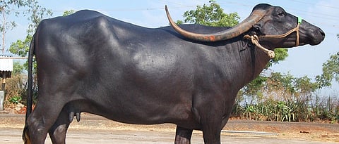 Please information about Pandharpuri Buffalo