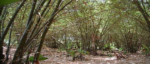 जंगलांची निर्मिती हाच वातावरण बदलावरील उपाय
