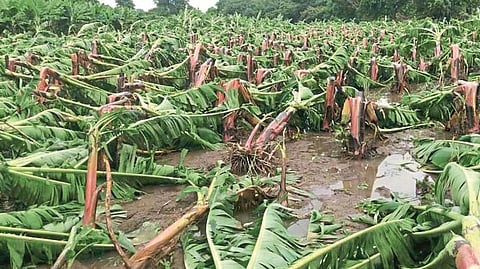 banana damage 