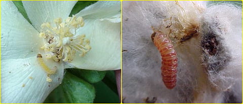 Pink bollworm on cotton
