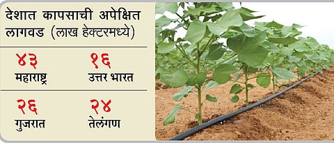 cotton planting 