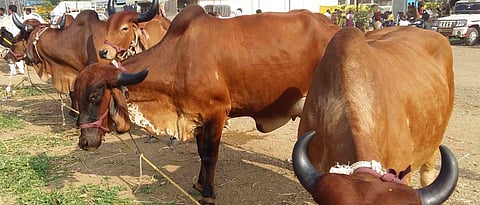 Animal Feed Project 