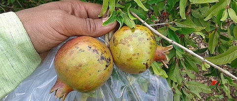 डाळिंब फळावरील तेलकट डाग रोग