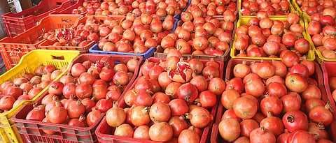 Pomegranate 
