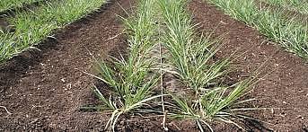  Sugarcane Khodava 