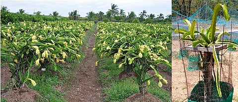 Dragon Fruit Cultivation