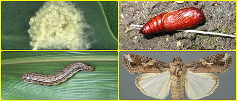 Life cycle of Fall Armyworm