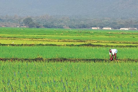 धान उत्पादक शेतकऱ्यांच्या डायरेक्ट खात्यात डीबीटीच्या माध्यमातून पैसे देणार  - अजित पवार