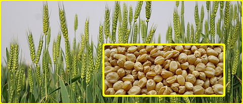 Round grain wheat