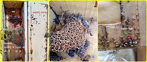   Stingless beekeeping