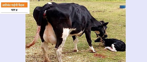 Proper feeding of cows during the gestation period gives birth to healthy calves.
