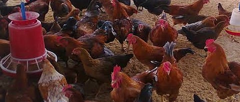 Avoid crowding of hens in the shed.