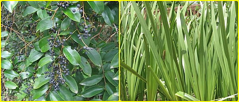 Opportunity for medicinal plant cultivation in Konkan