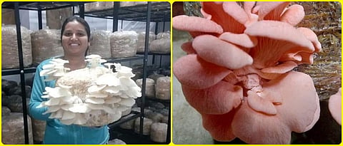 Mushroom production by Trupti Dhakate.