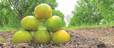 Orange 