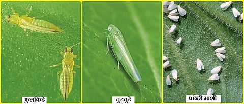  sucking pest on cotton