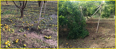 In many places, hailstorms and strong winds have broken orange trees and branches