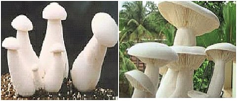 mushroom production