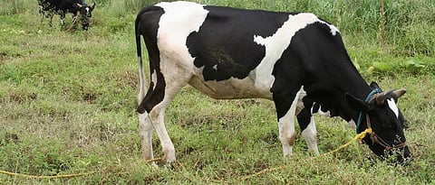 Care should be taken to avoid snake bites while grazing animals.