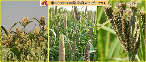 Opportunity to process in cereal crops