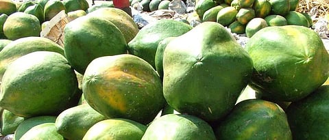 Papaya Rate 