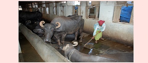 प्राणिजन्य अाजार टाळण्यासाठी सतत जनावरांच्या संपर्कात असणाऱ्या लोकांनी विशेष काळजी घ्यावी.