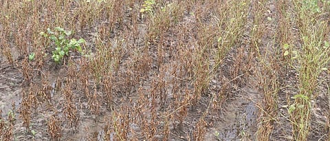 Drought condition