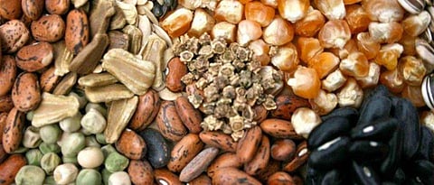 seeds