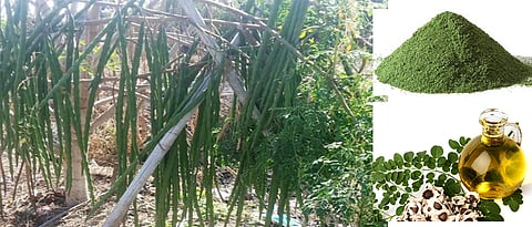 शेवग्यापासून मूल्यवर्धित पदार्थ निर्मिती