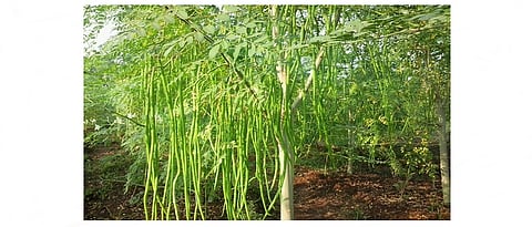 शेवगा लागवड