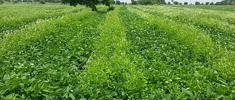intercropping of soyabean and Pigeon pea