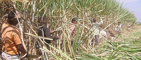Sugarcane