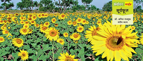 सुर्यफुल लागवड तंत्रज्ञान 