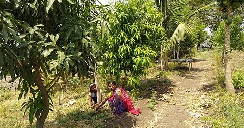 मालन राऊत यांची फळबाग 
