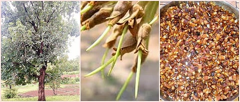वनशेतीसाठी मोह लागवड उपयुक्त