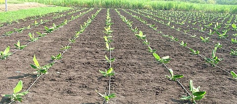 Banana Cultivation 