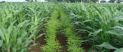  Nutrient Management