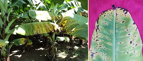 Sigatoka disease on banana