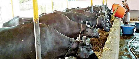 Animal Care